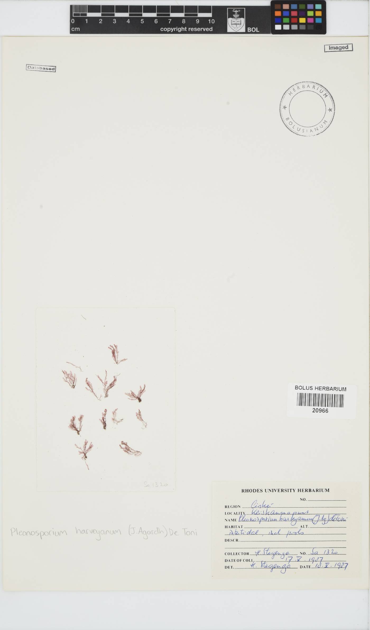 Pleonosporium harveyanum image