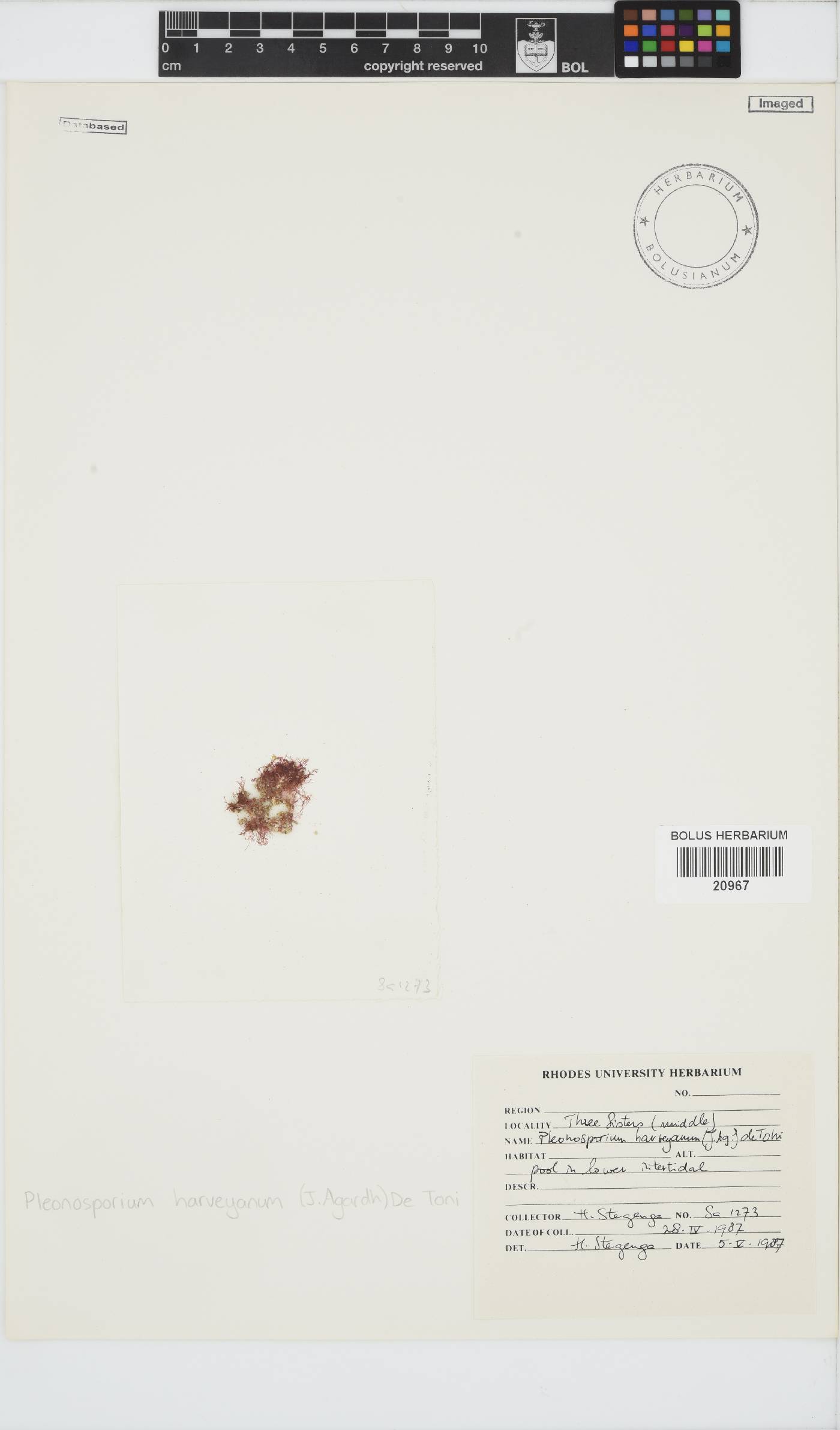 Pleonosporium harveyanum image