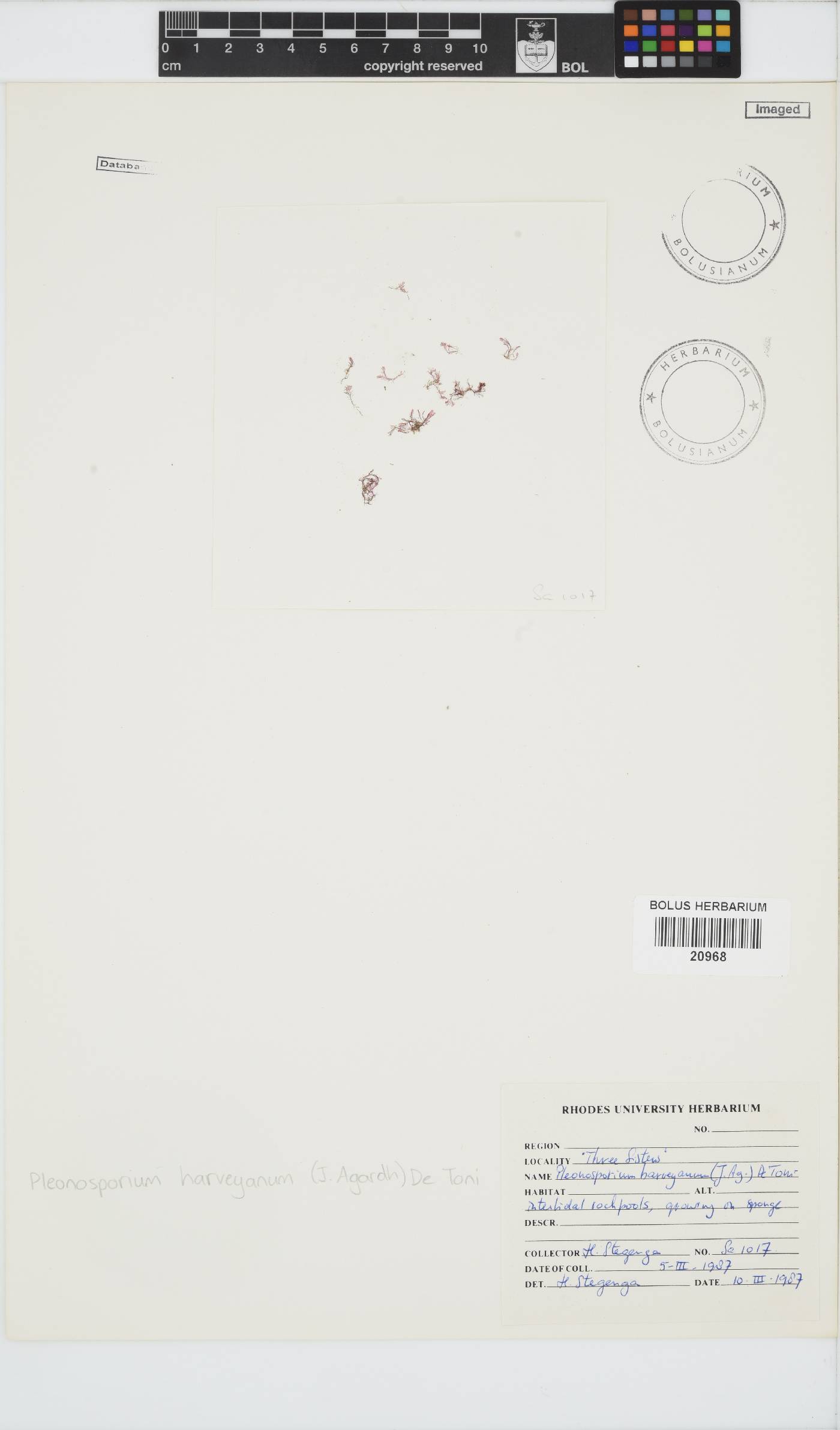 Pleonosporium harveyanum image