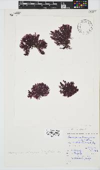Pleonosporium harveyanum image