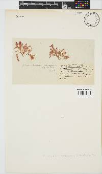 Pleonosporium harveyanum image