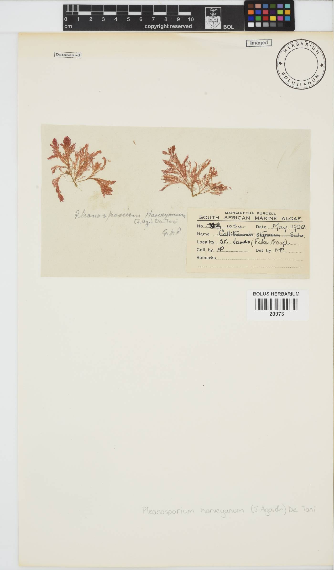 Pleonosporium harveyanum image