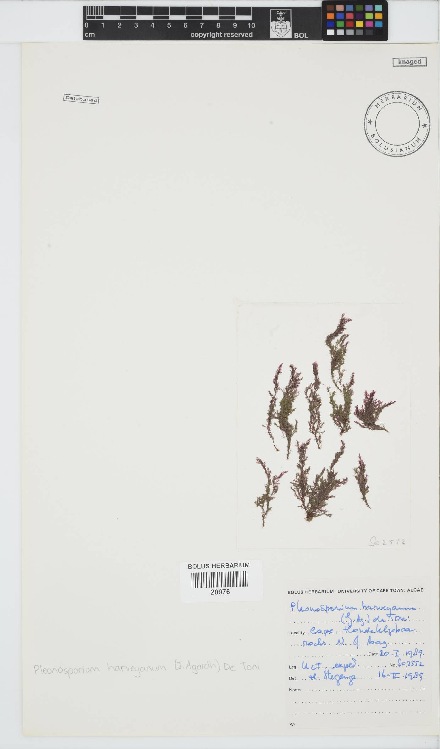 Pleonosporium harveyanum image