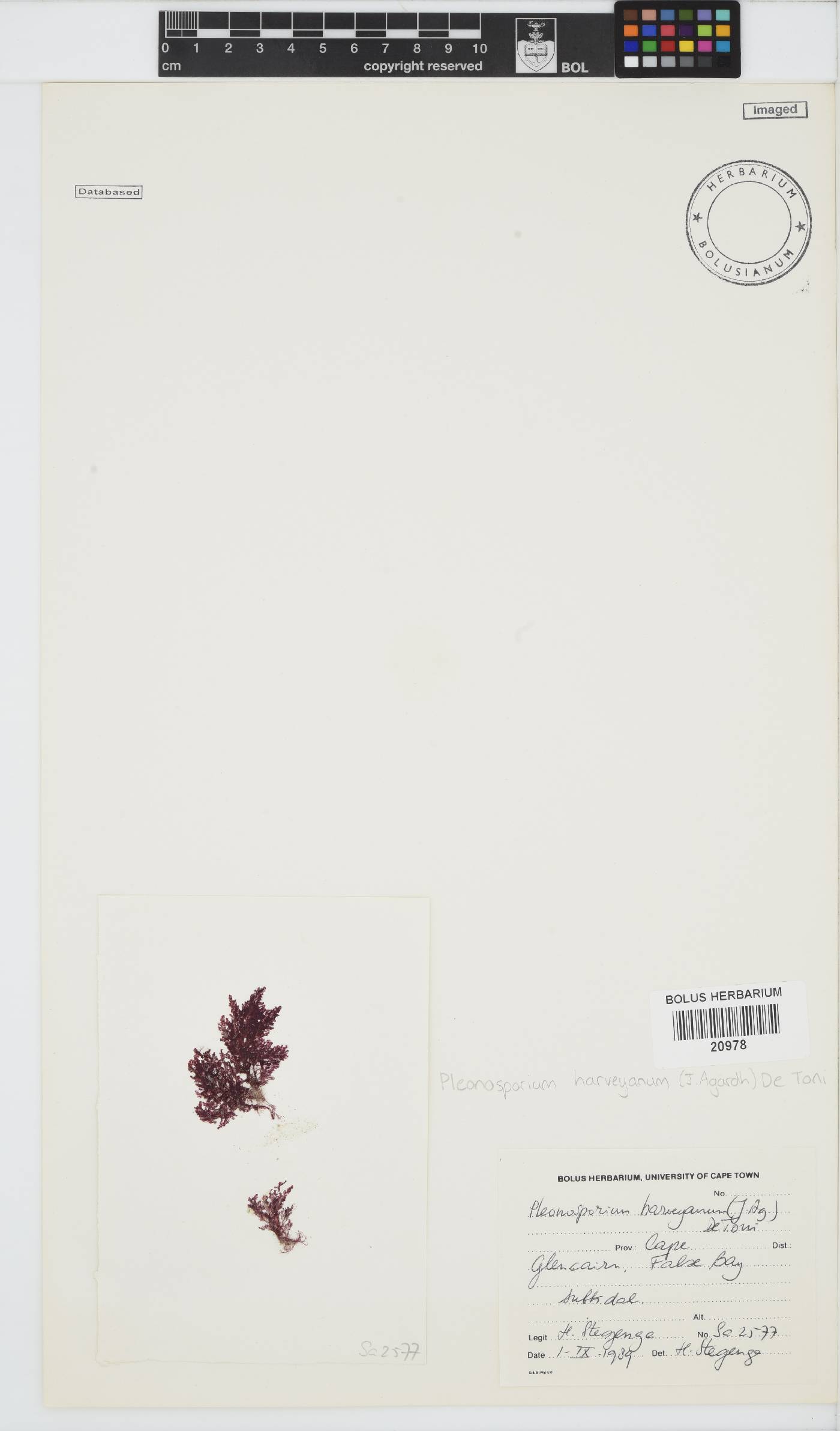 Pleonosporium image