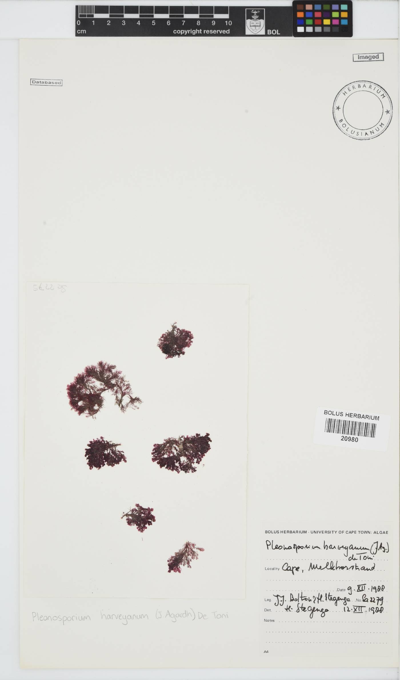 Pleonosporium image