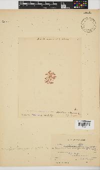 Pleonosporium harveyanum image