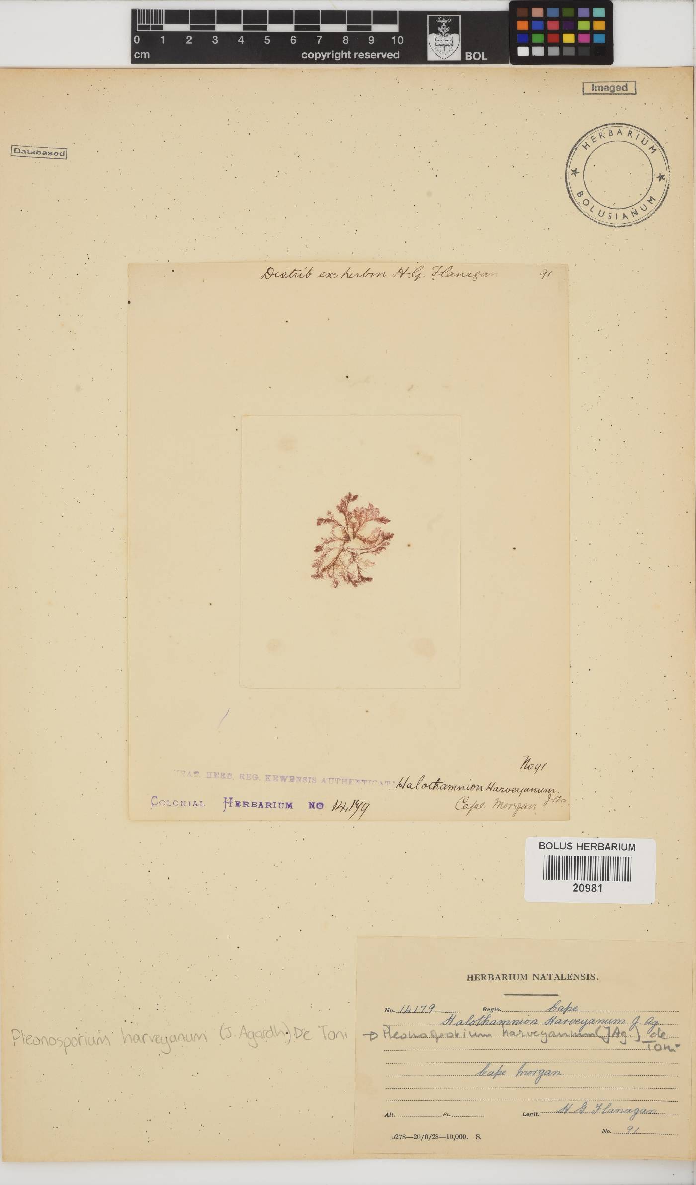 Pleonosporium image
