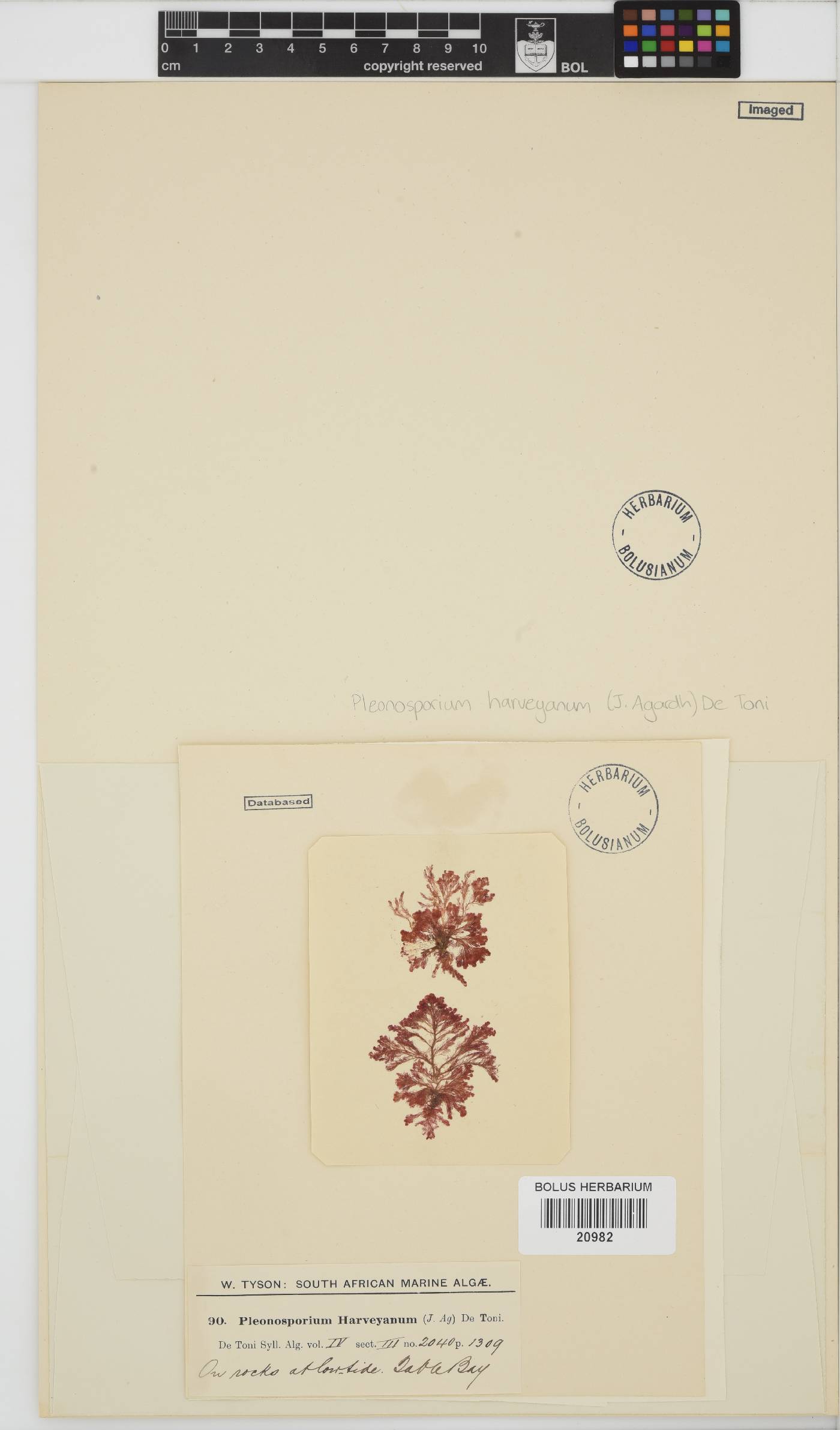 Pleonosporium harveyanum image