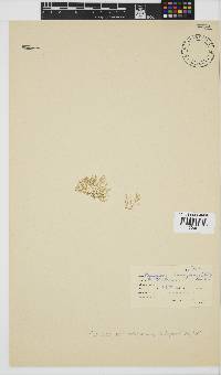 Pleonosporium harveyanum image