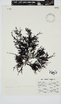 Phacelocarpus tortuosus image