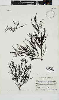 Phacelocarpus tortuosus image