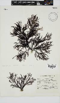 Phacelocarpus tortuosus image