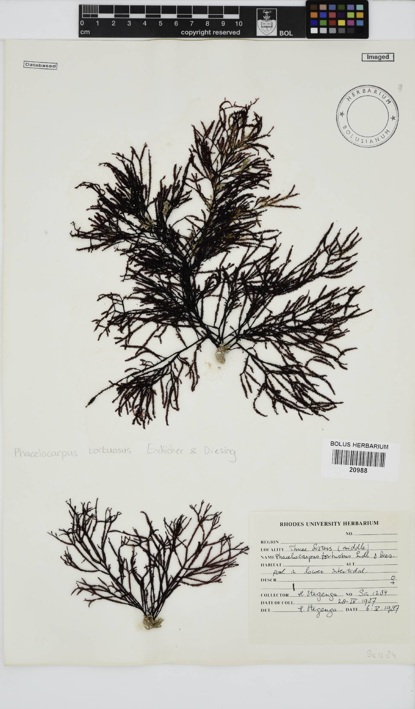 Phacelocarpus tortuosus image