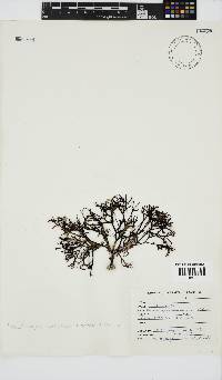 Phacelocarpus tortuosus image