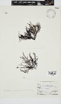 Phacelocarpus tortuosus image