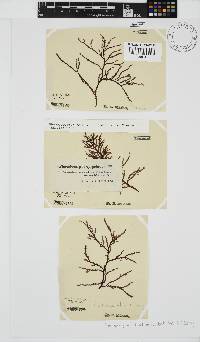 Phacelocarpus tortuosus image