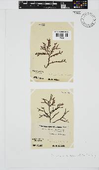 Phacelocarpus tortuosus image