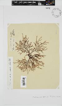 Phacelocarpus tortuosus image