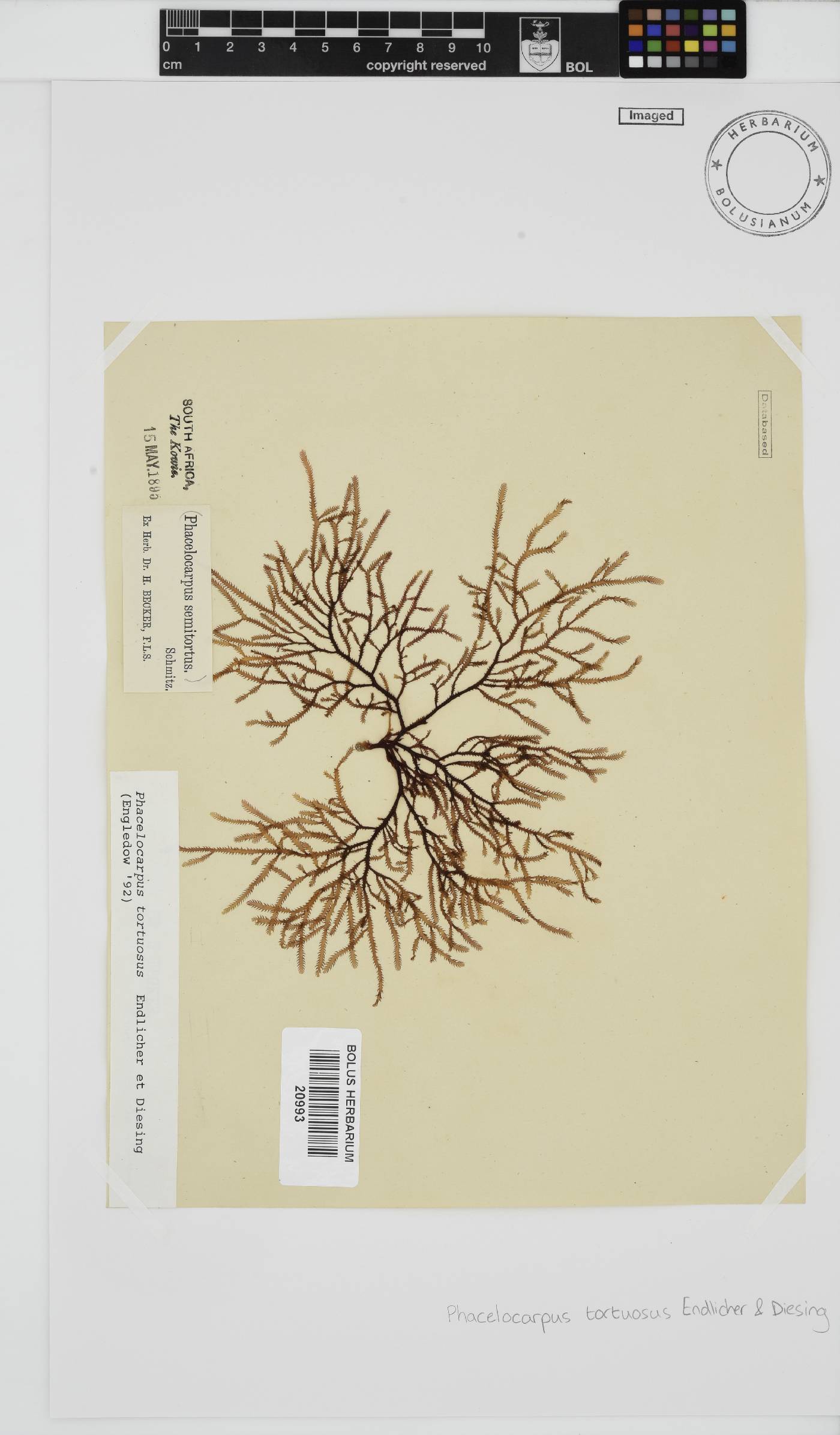Phacelocarpaceae image
