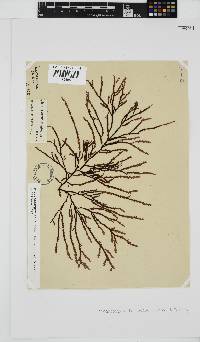 Phacelocarpus tortuosus image