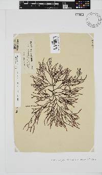 Phacelocarpus tortuosus image