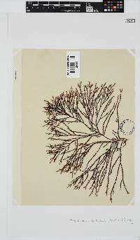 Phacelocarpus tortuosus image