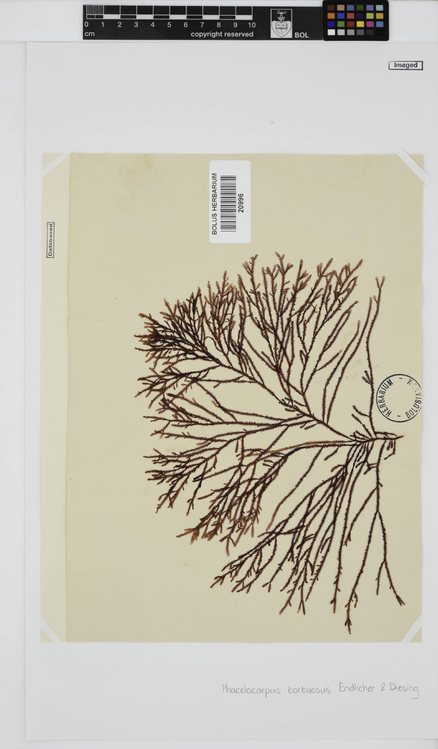 Phacelocarpaceae image