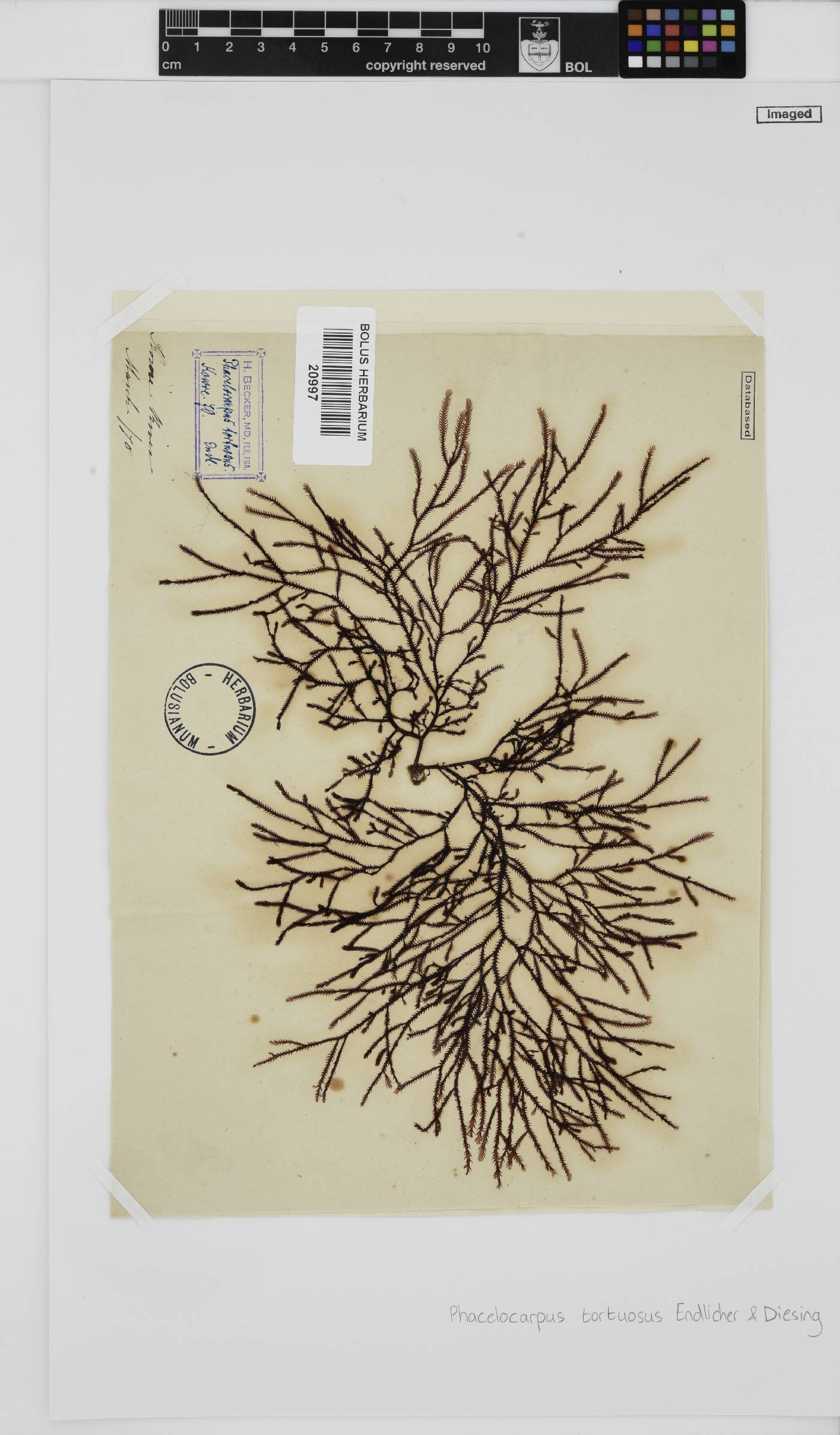 Phacelocarpus image