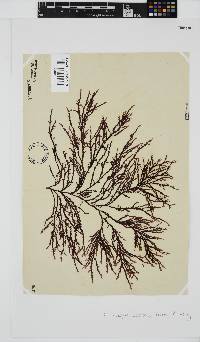 Phacelocarpus tortuosus image