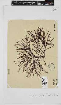 Phacelocarpus tortuosus image