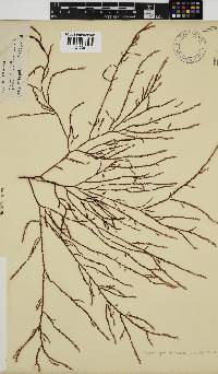 Phacelocarpus tortuosus image