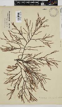 Phacelocarpus tortuosus image