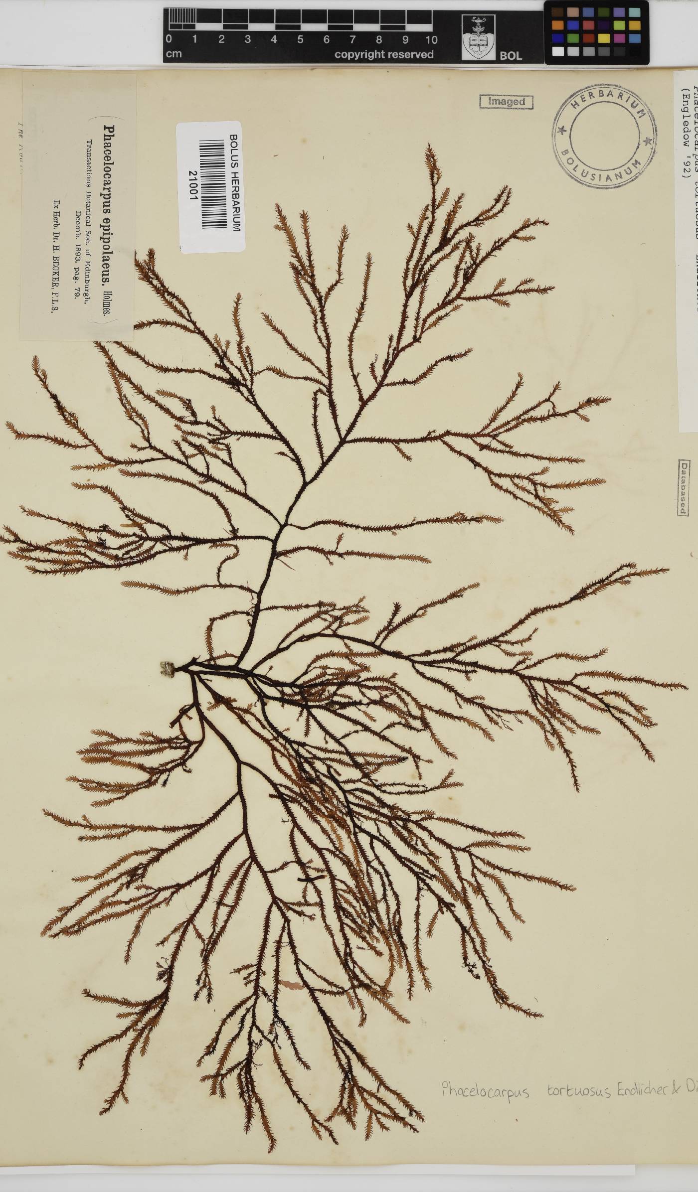 Phacelocarpus tortuosus image
