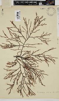 Phacelocarpus tortuosus image