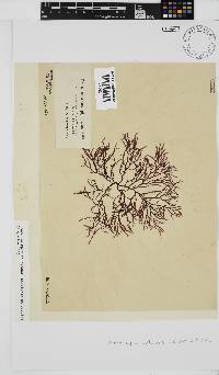 Phacelocarpus tortuosus image