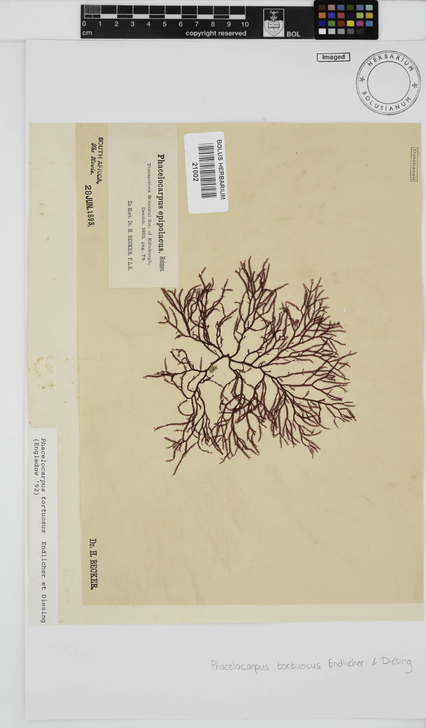 Phacelocarpus tortuosus image
