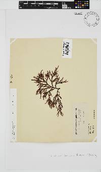 Phacelocarpus tortuosus image