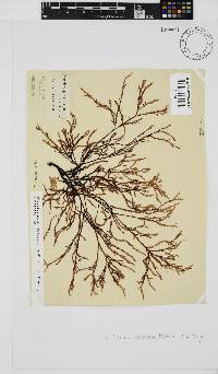 Phacelocarpus tortuosus image