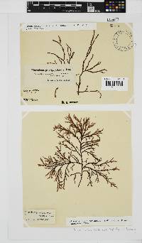 Phacelocarpus tortuosus image