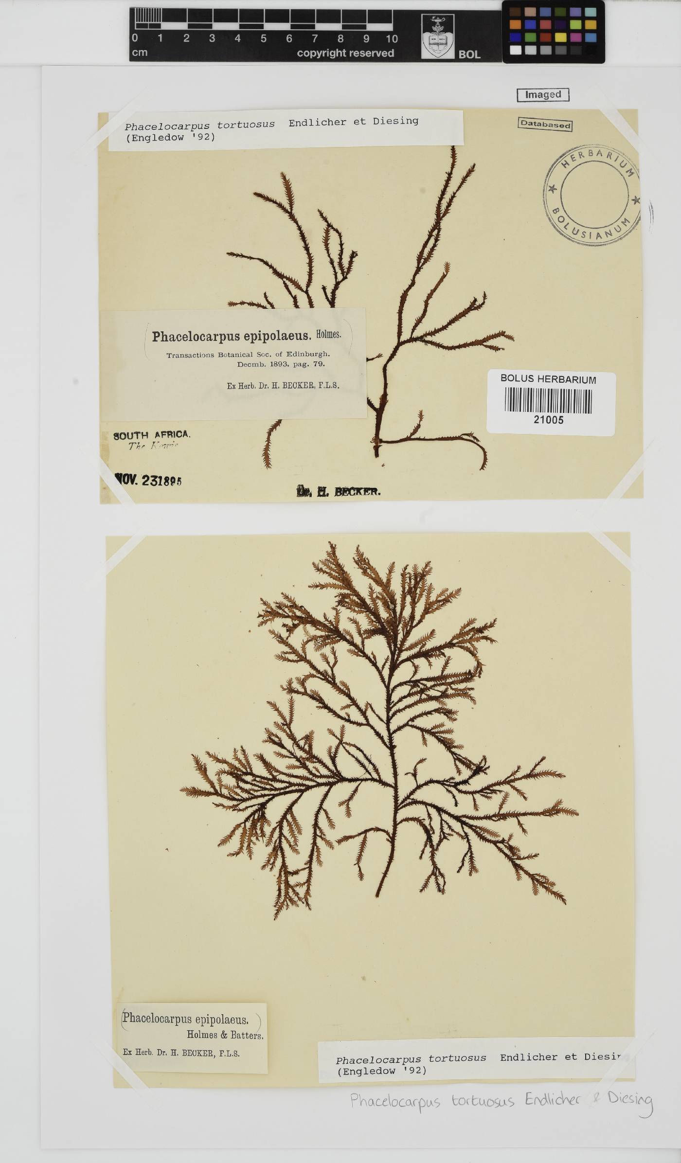 Phacelocarpus tortuosus image