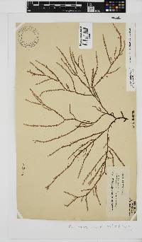 Phacelocarpus tortuosus image