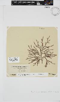 Phacelocarpus tortuosus image