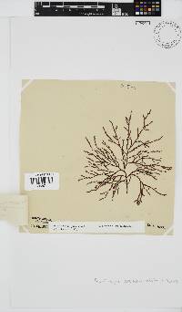 Phacelocarpus tortuosus image