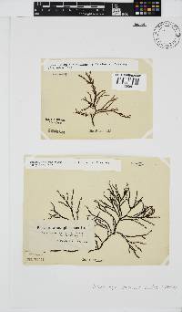 Phacelocarpus tortuosus image