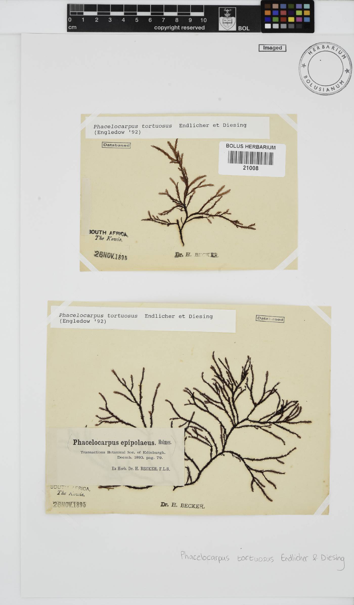 Phacelocarpus tortuosus image
