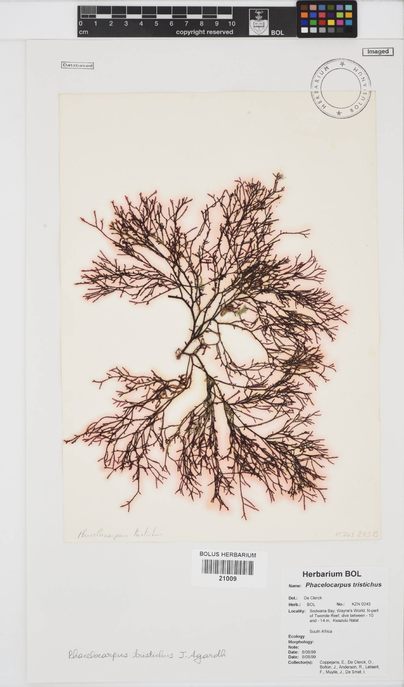 Phacelocarpus tristichus image