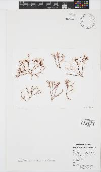 Phacelocarpus tristichus image