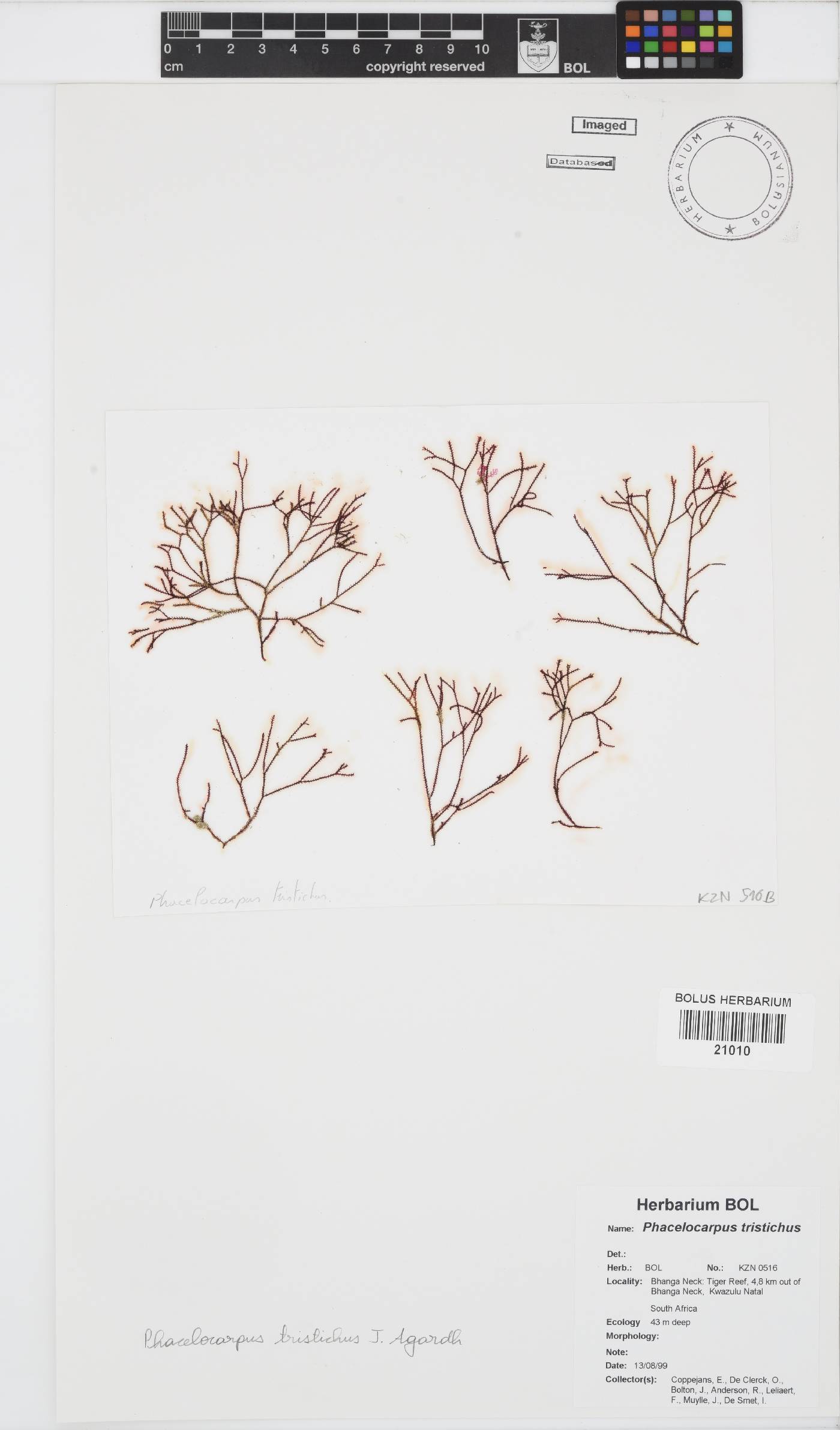 Phacelocarpus tristichus image
