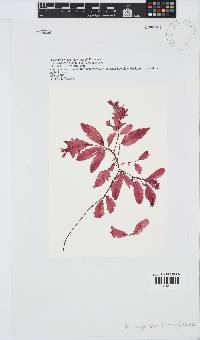 Image of Phycodrys rubens