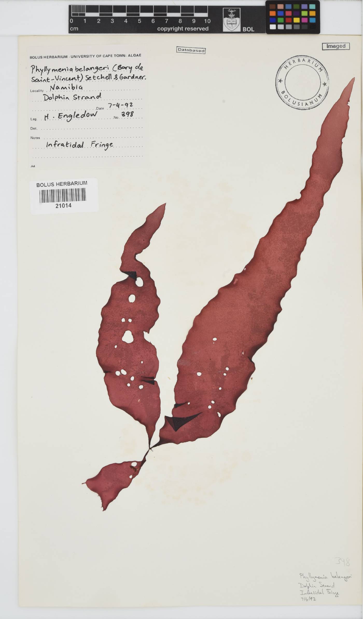 Phyllymenia belangeri image